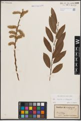 Foto von Salix caprea L. x Salix eleagnos Scop.